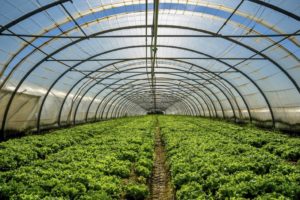 Greenhouses and irrigation systems