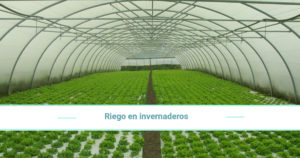 Irrigation in greenhouses, how should they be? What types are there?