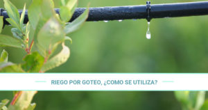 Irrigação por gotejamento, como é usada?