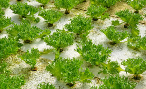 Advantages and disadvantages of hydroponic crops