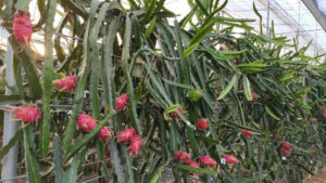 Cultivo de pitaya