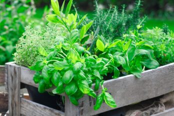 Cómo hacer tu propio huerto urbano.