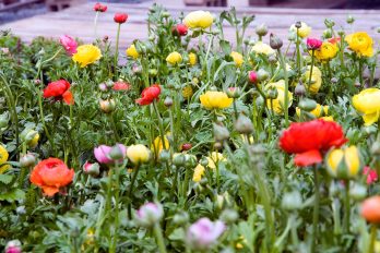 La necesidad de usar un sistema de riego adecuado