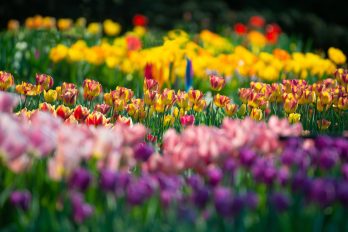 automation of irrigation systems