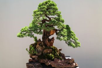 bonsái