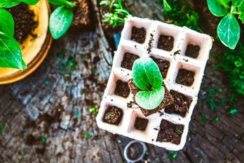¿Es necesario controlar los huertos urbanos?