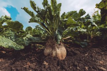 huerto urbano invierno