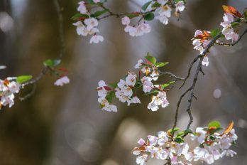 plantar en primavera