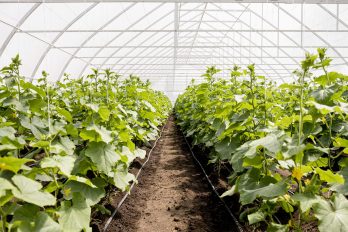 hileras de plantas de invernadero