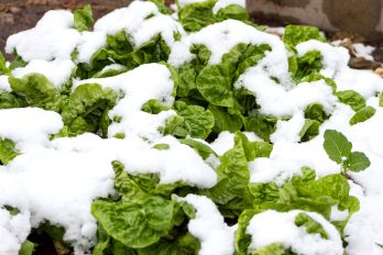 prepara tu huerto para el invierno
