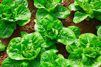 Qué plantar en un cultivo hidropónico