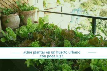 Qué plantar en un huerto urbano con poca luz