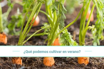 ¿Qué plantaciones merece la pena comenzar a cultivar en verano?