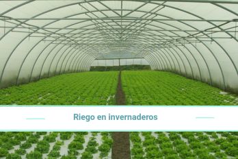 Riego en invernaderos, ¿cómo deben ser? ¿Qué tipos hay?