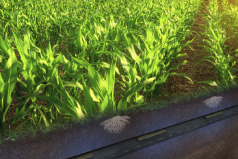 riego por goteo subterraneo