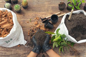 tips para tu huerto urbano